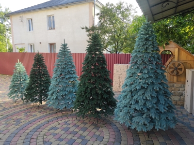 Лита ялинка Швейцарська 1.5 метри, 1.8 м, 2.1 м, 2.3 м, 2.5 м.
